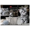 105749 Альбом для рисования котята А4 48 л., скоба, обложка картон, HATBER, 48А4В
